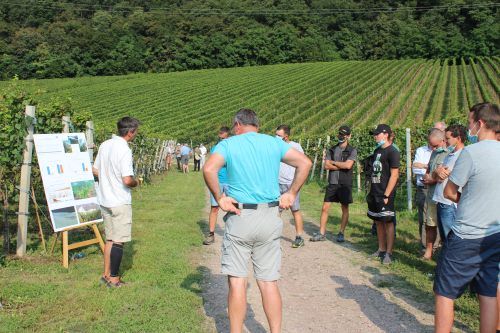 Experten des Versuchszentrums Laimburg stellten am Betrieb Piglon in Pfatten aktuelle Versuche im Weinbau vor. ©VZL