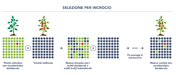 Selezione per incrocio