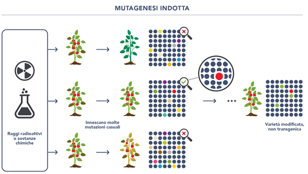 Mutagenesi indotta