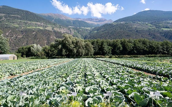 Fig. 1: A Oris sono 20 le varietà di cavolo cappuccio per l’industria che vengono coltivate e confrontate tra di loro. © Centro di Sperimentazione Laimburg / alex rehbichler