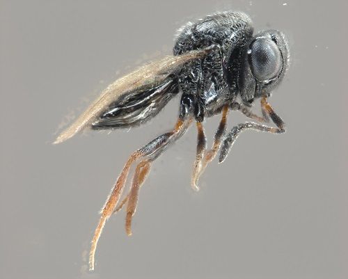La vespa samurai Trissolcus japonicus è un parassitoide oofago di piccole dimensioni (ca. 2 mm) antagonista naturale della cimice asiatica:  