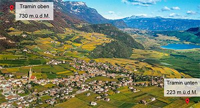 Le parcelle di vigneto analizzate dai ricercatori si trovavano a diverse altitudini. ©Cantina Termeno