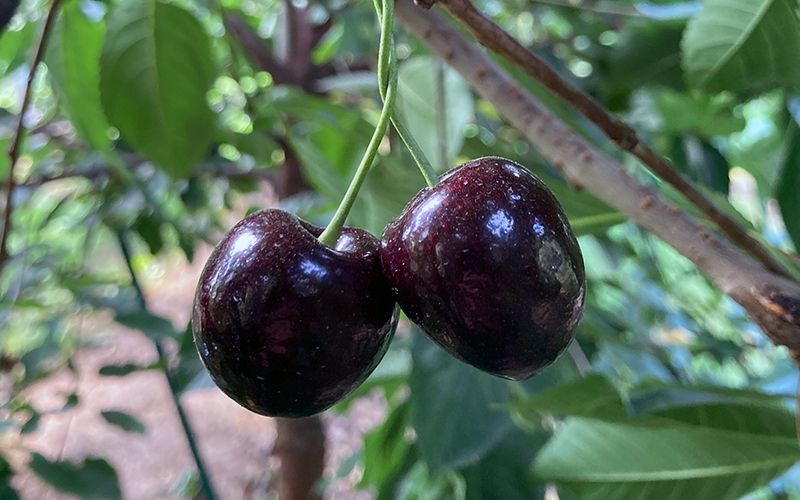 Fig. 1: Ciliegie mature della varietà Henriette © Centro di Sperimentazione Laimburg