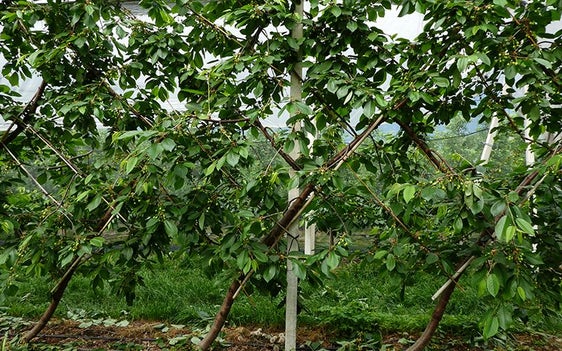 Vergleich verschiedener Erziehungssysteme im Kirschanbau © Versuchszentrum Laimburg