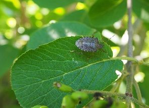 Cimice asiatica (C) Centro di Sperimentazione Laimburg