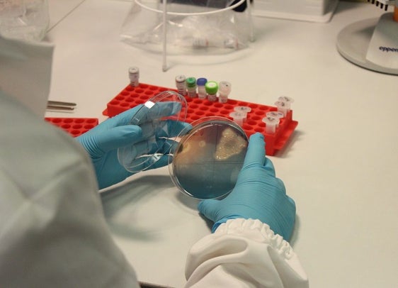 Fig. 1: Analisi microbiologiche nel Laboratorio di Biologia Molecolare © Centro di Sperimentazione Laimburg