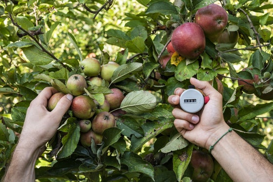Fig. 1: Rilievi agronomici del gruppo di lavoro Agricoltura Biologica: © Laimburg Research Centre/ivo corrà