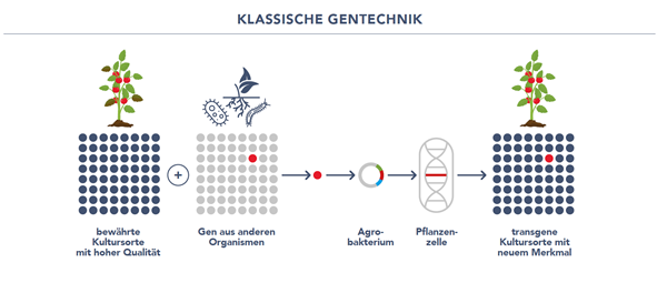 Klassische Gentechnik