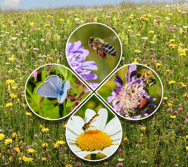 Meadow plants for honey bees and wild pollinators