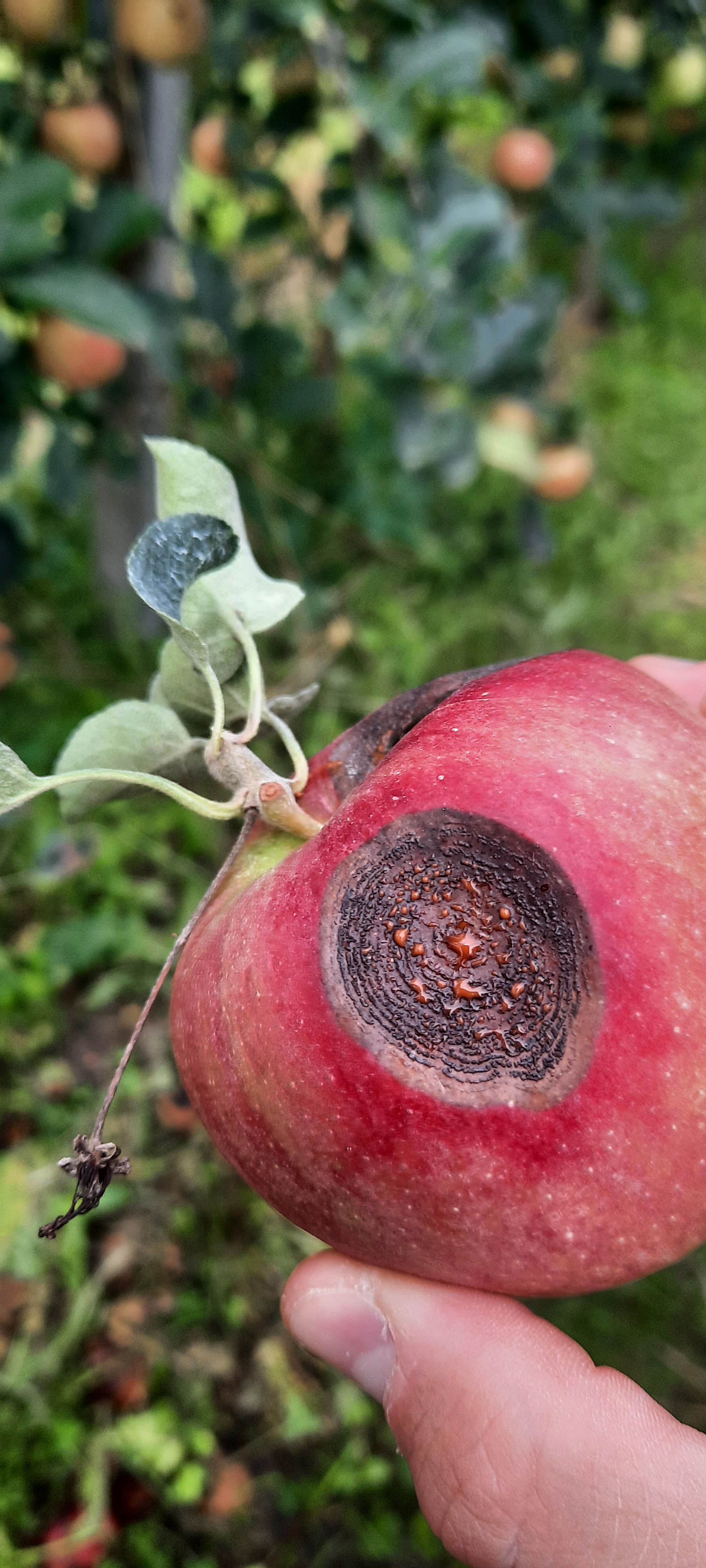 Abb. 1: Fruchtfäule durch Vorernte-Apple Bitter Rot an einem Apfel.
© Laimburg Research Centre/sabine öttl
