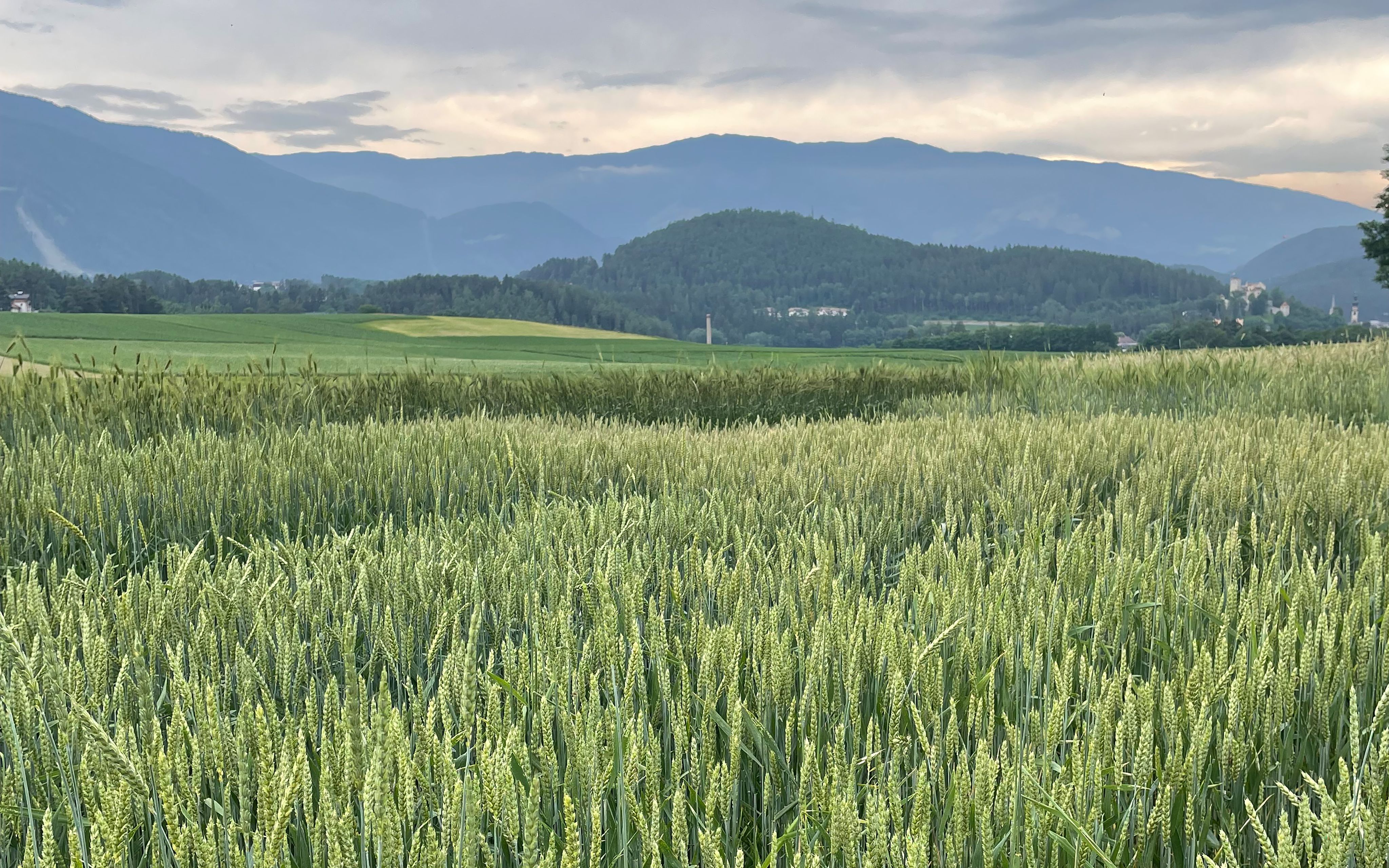 Abb. 1: Versuchsbegehung zum Thema Ackerbau des Versuchszentrums Laimburg in Dietenheim © Versuchszentrum Laimburg