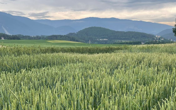 Abb. 1: Versuchsbegehung zum Thema Ackerbau des Versuchszentrums Laimburg in Dietenheim © Versuchszentrum Laimburg