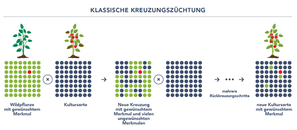 Klassische Kreuzungszüchtungen