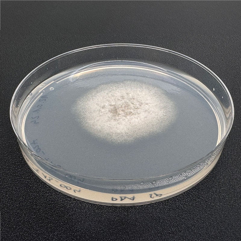 Ein Isolat von Colletotrichum chrysophilum auf Nährmedium
