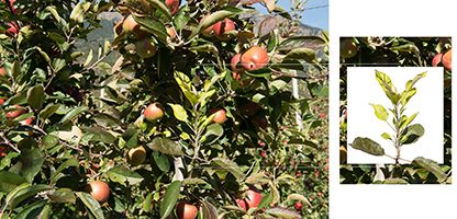 Symptome der Apfeltriebsucht: Besenwuchs und Kleinfrüchtigkeit. ©Versuchszentrum Laimburg