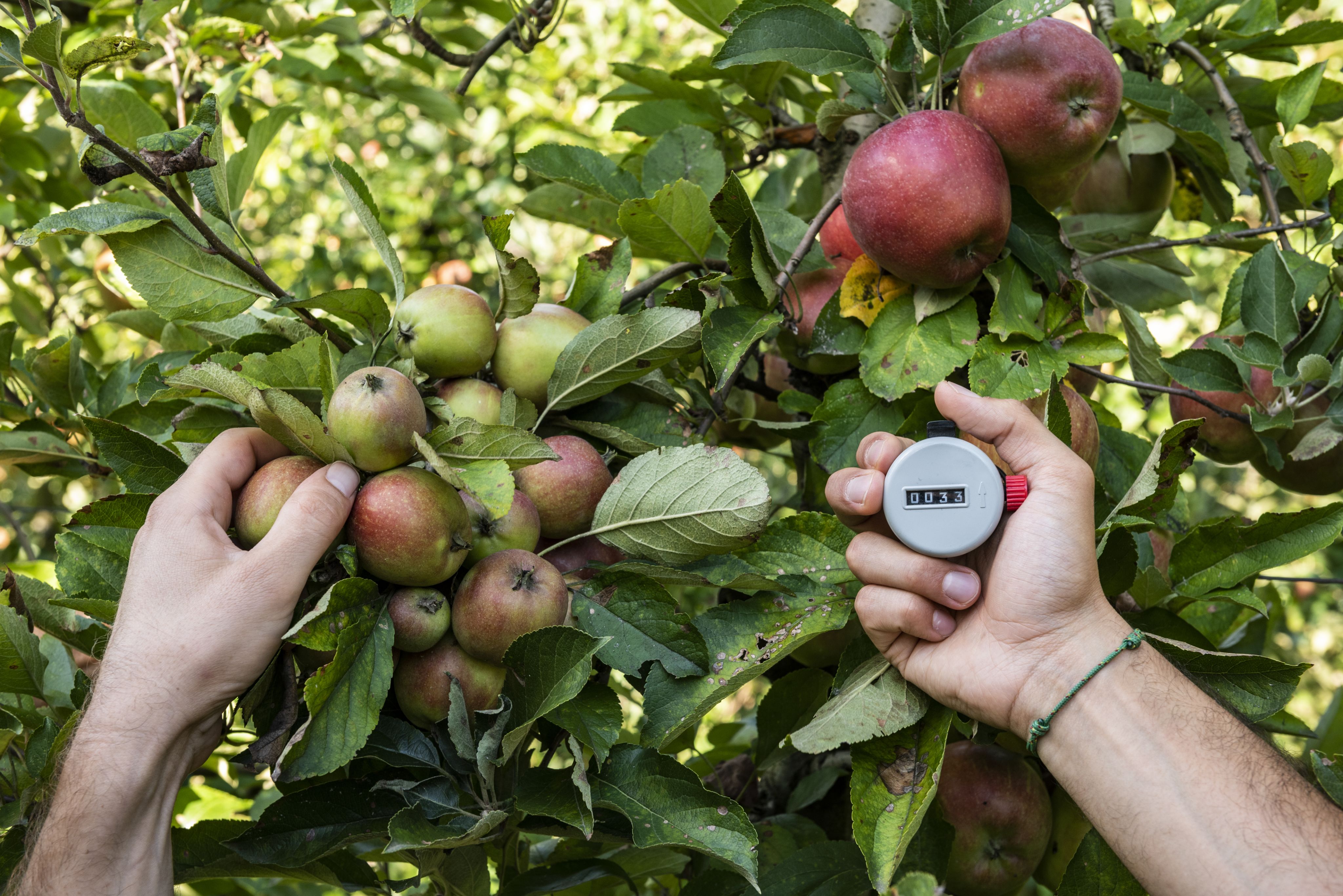 Abb. 1: Agronomische Erhebungen der Arbeitsgruppe „Ökologischer Anbau“: © Laimburg Research Centre/ivo corrà