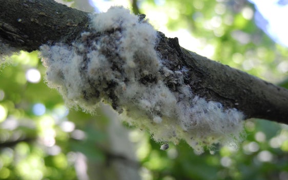 Abb. 1: Kolonie von Apfelblutläusen auf einem Apfelzweig © Versuchszentrum Laimburg