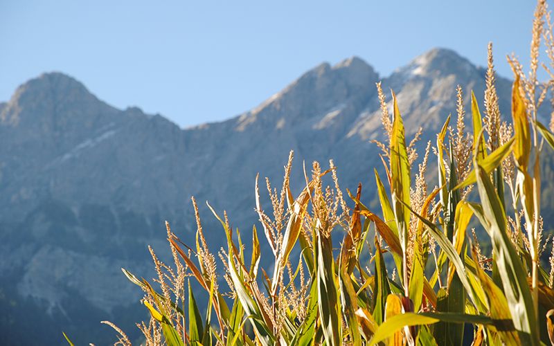 Fig. 1: Il mais da insilato è un mangime molto diffuso e viene coltivato anche in Alto Adige. © Centro di Sperimentazione Laimburg