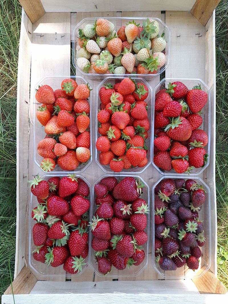 Abb. 1: Unterschiedliche Farbausprägung von Erdbeeren  © Versuchszentrum Laimburg