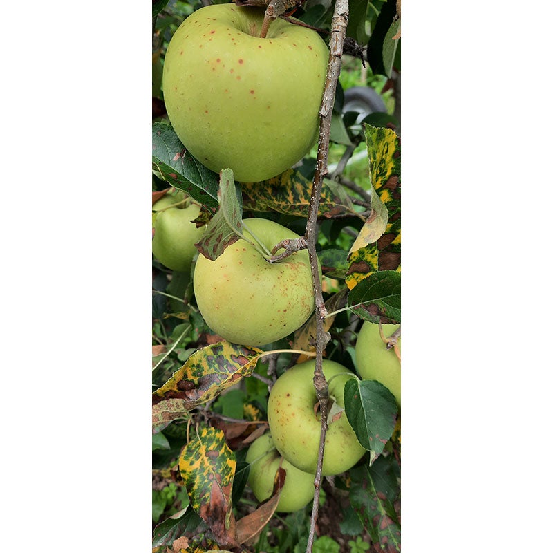 Die typischen GLS-Fruchtflecken weisen einen Durchmesser von ca. ein bis drei Millimeter auf, sind rötlich-braun und können leicht eingesunken sein, hier bei der Sorte Golden Delicious.