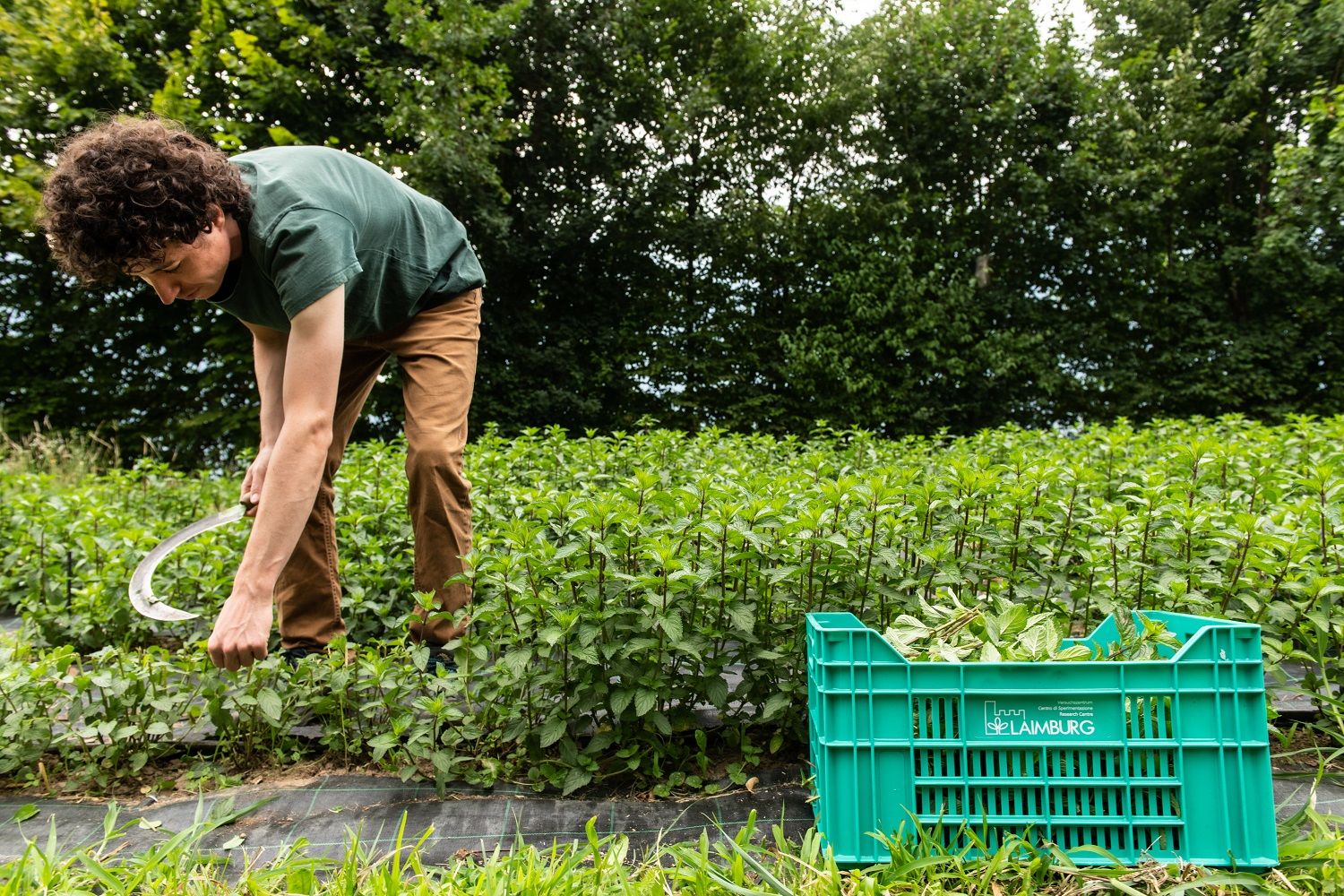 Fig. 1: Raccolta della menta piperita nel sito sperimentale di Gachhof, vicino a Merano: © Laimburg Research Centre/ ivo corrà