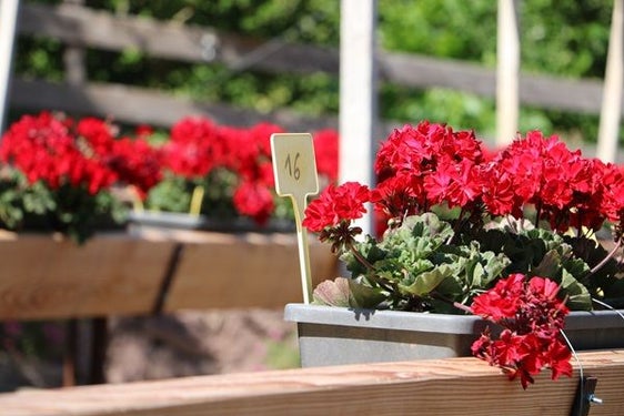 Abb. 1: Pelargonium ‘Fuerte del Fuego’ – die Pflanze des Jahres 2025 © Laimburg Research Centre/agnese martinelli