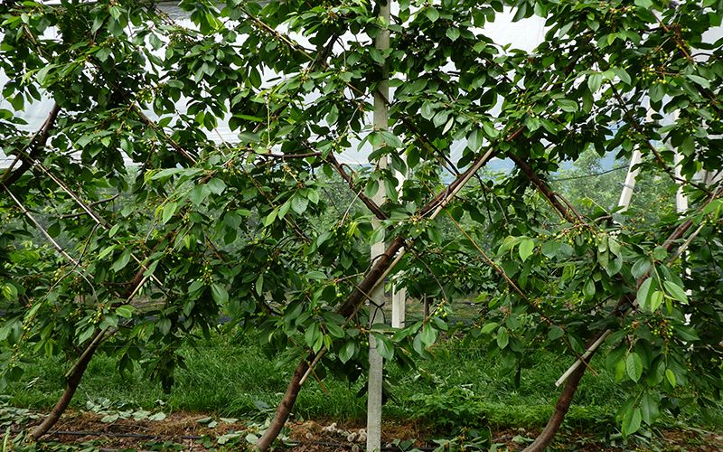 Diversi sistemi di allevamento © Centro di Sperimentazione Laimburg