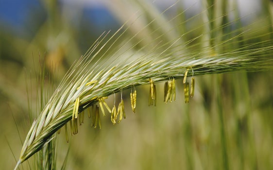 Fig. 1: La segale, il cereale più coltivato in Alto Adige. © Centro di Sperimentazione Laimburg