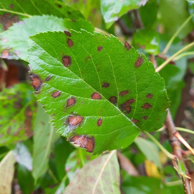 Als erste Symptome von GLS zeigen sich purpurfarbene-braune nekrotische Blattflecken.