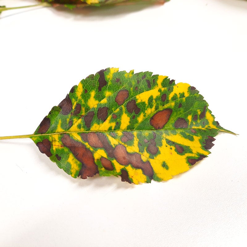 Im fortgeschrittenen Stadium kann sich verstärkt eine chlorotische Verfärbung der Blätter manifestieren.