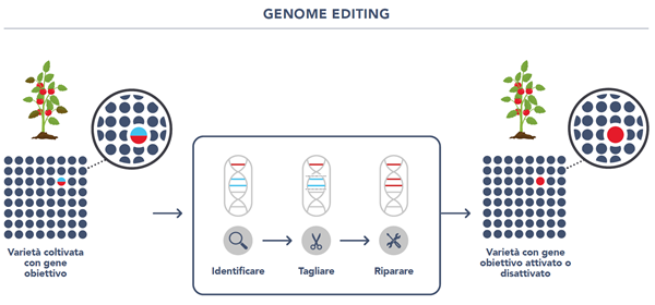 Genome editing