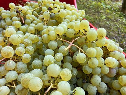 Uva della vite Versoaln ©Centro di Sperimentazione Laimburg