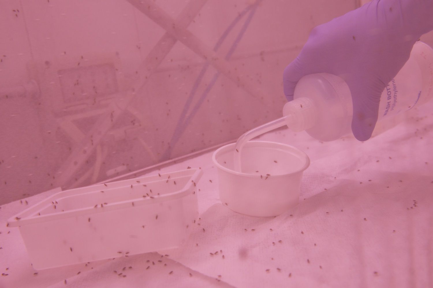 Fig. 1: Esemplari di Drosophila suzukii: © Laimburg Research Centre/ivo corrà