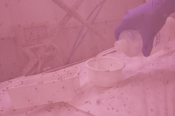 Fig. 1: Esemplari di Drosophila suzukii: © Laimburg Research Centre/ivo corrà