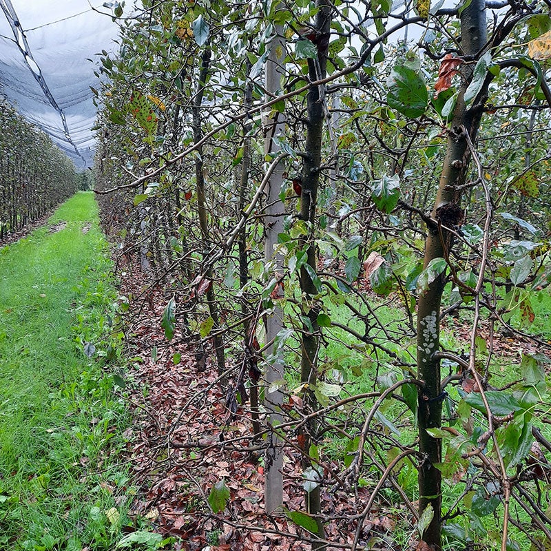 Eine frühzeitige, nahezu vollständige Entblätterung der Apfelbäume innerhalb weniger Wochen nach dem Auftreten der ersten Blattflecken ist typisch für GLS.