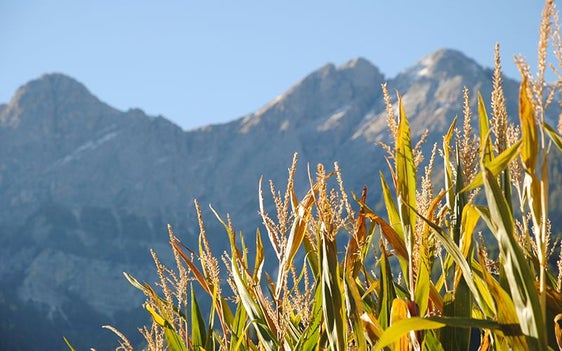 Abb. 1: Silomais ist ein beliebtes Futtermittel und wird auch in Südtirol angebaut. © Versuchszentrum Laimburg