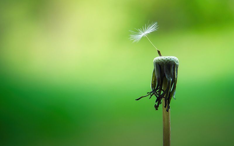 Il convegno sulla manutenzione ecosostenibile degli spazi verdi mira a rendere più sostenibile la pianificazione e la manutenzione degli spazi verdi pubblici e privati.