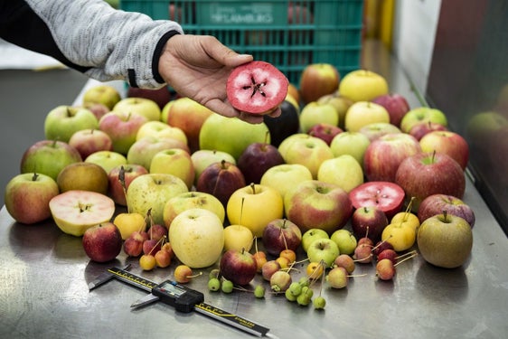 Fig. 1: Un esempio della diversità osservabile nel melo, con frutti di ogni forma, colore e dimensione: © Laimburg Research Centre/ivo corrà
