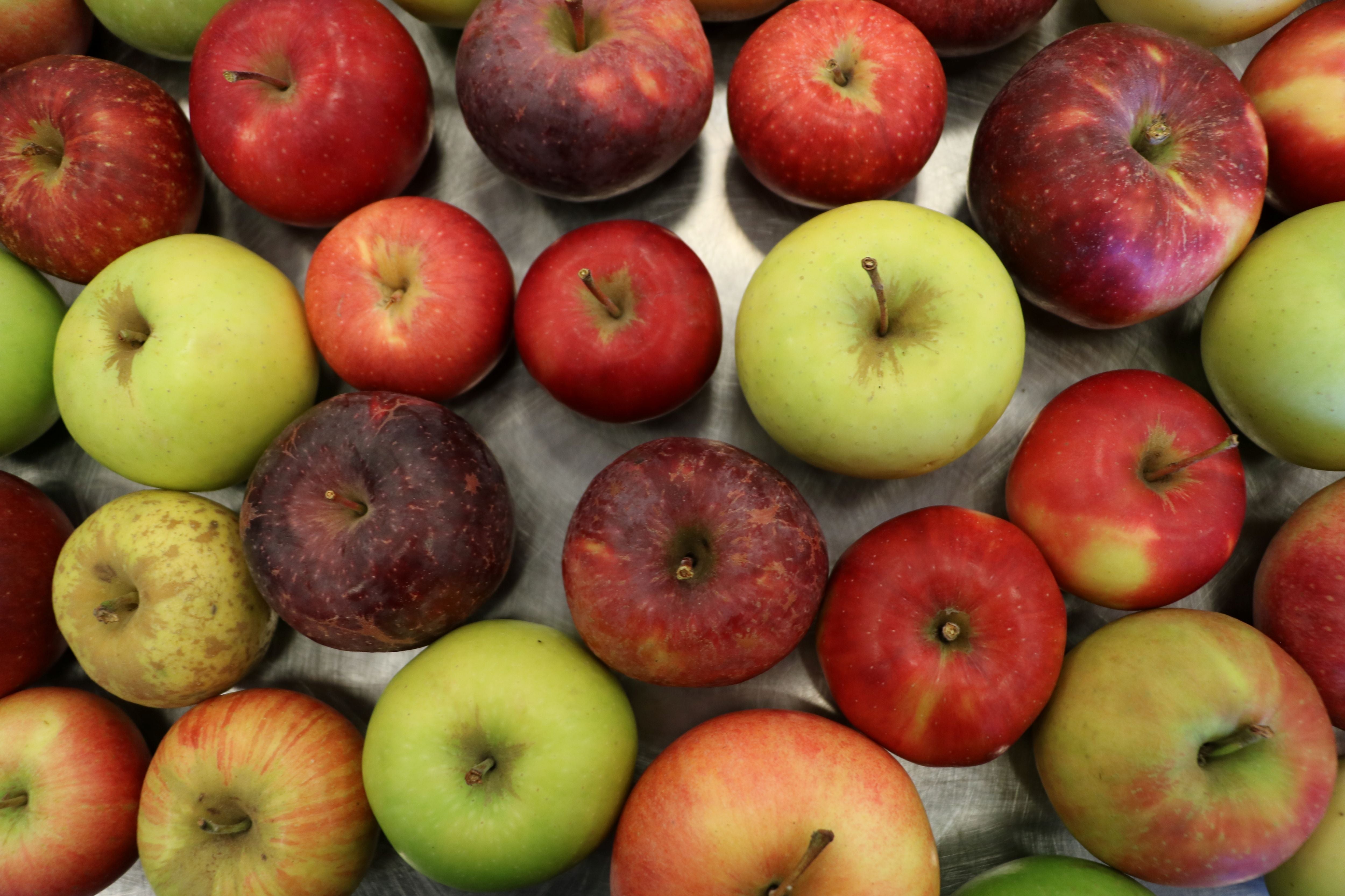 Abb. 1: Die europäische Referenzsammlung Apple REFPOP umfasst über 530 Apfelsorten und bildet die Grundlage für die Untersuchungen des Mikrobioms.
© Laimburg Research Centre/agnese martinelli