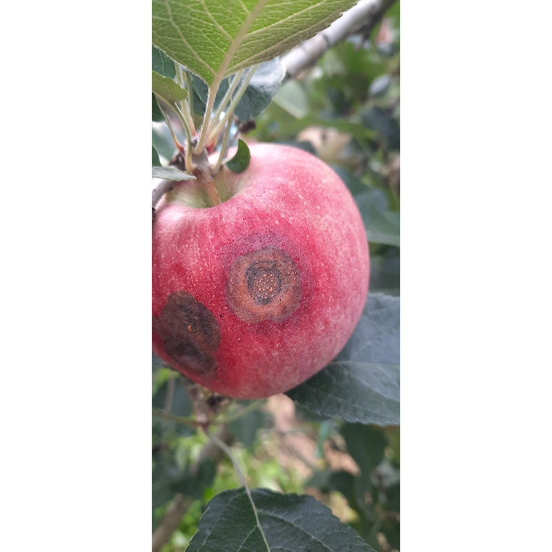 Im Herbst 2023 war in den Südtiroler Apfelanlagen erstmals auch das Schadbild der Bitterfäule (ABR), ebenfalls hervorgerufen durch Colletotrichum-Pilzarten, zu beobachten.