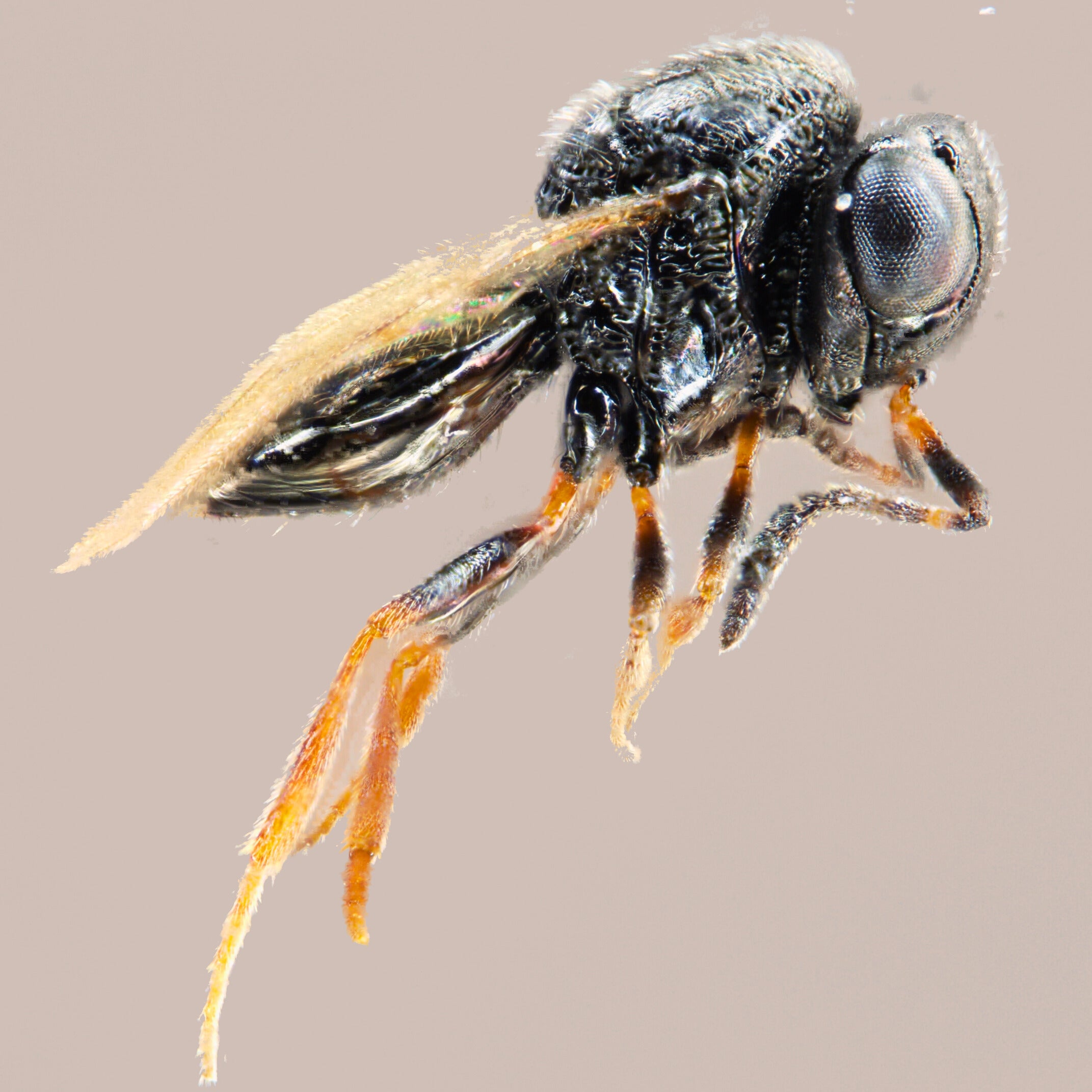 Trissolcus japonicus