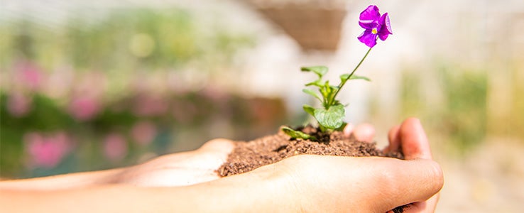 Zwei Hände halten eine violette Blume.
