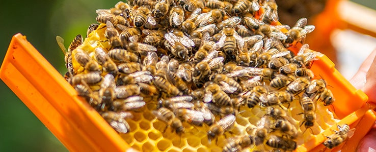 Bienen auf einer Wabe