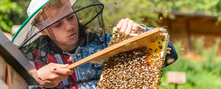 Schüler entfernt mit einem Besen die Bienen von der Wabe