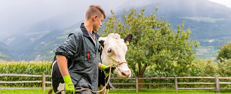 Junge mit Kuh auf der Weide. Dahinter ein wundervolles Bergpanorama