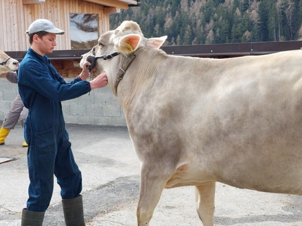 Präsentieren der Kuh