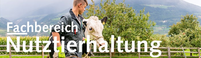 Junge mit Kuh auf Weide