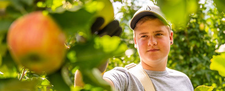 Junge bei der Apfelernte. Im Vordergrund findet sich ein Apfel in der Nahaufnahme.