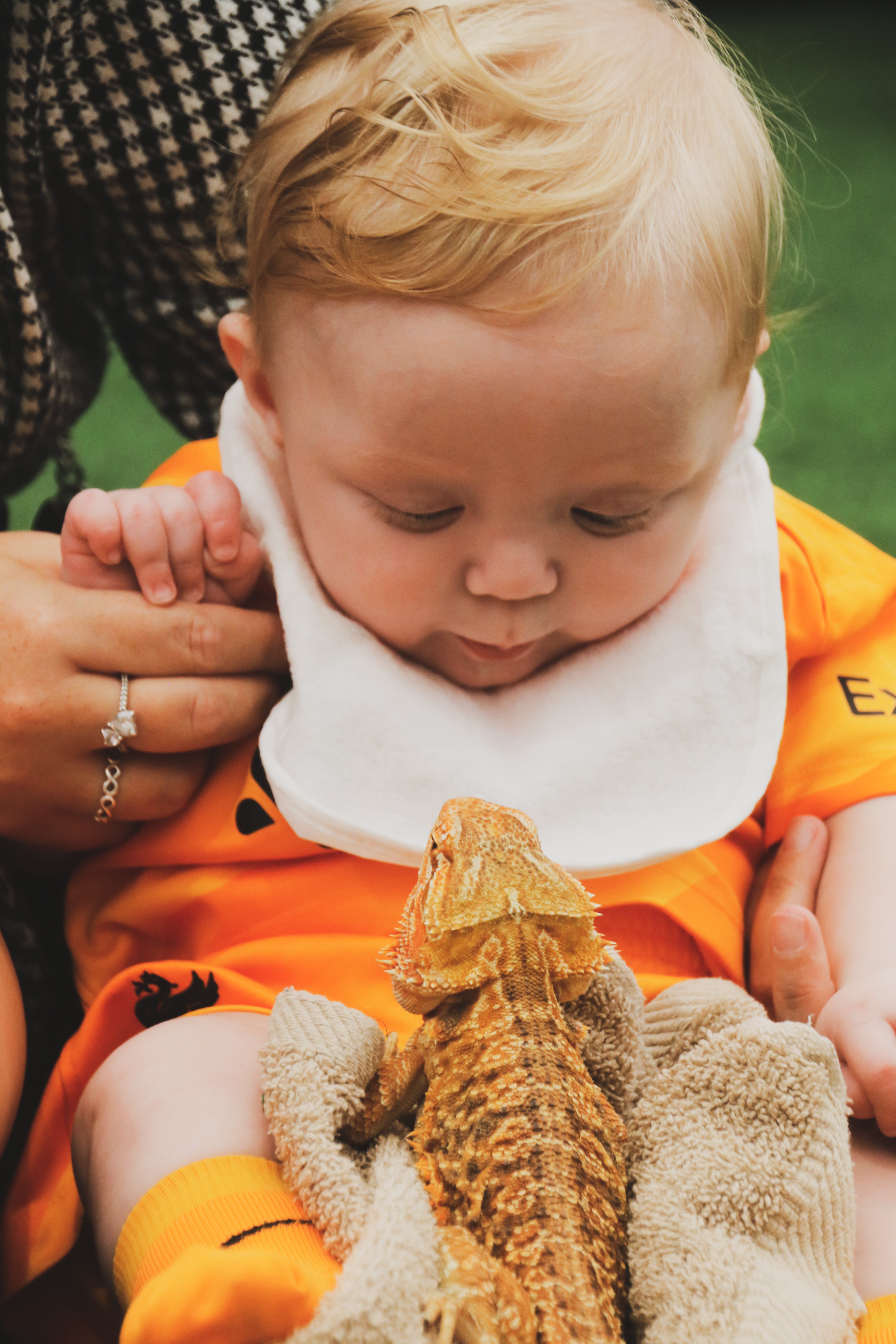 Francis looking at a bearded dragon