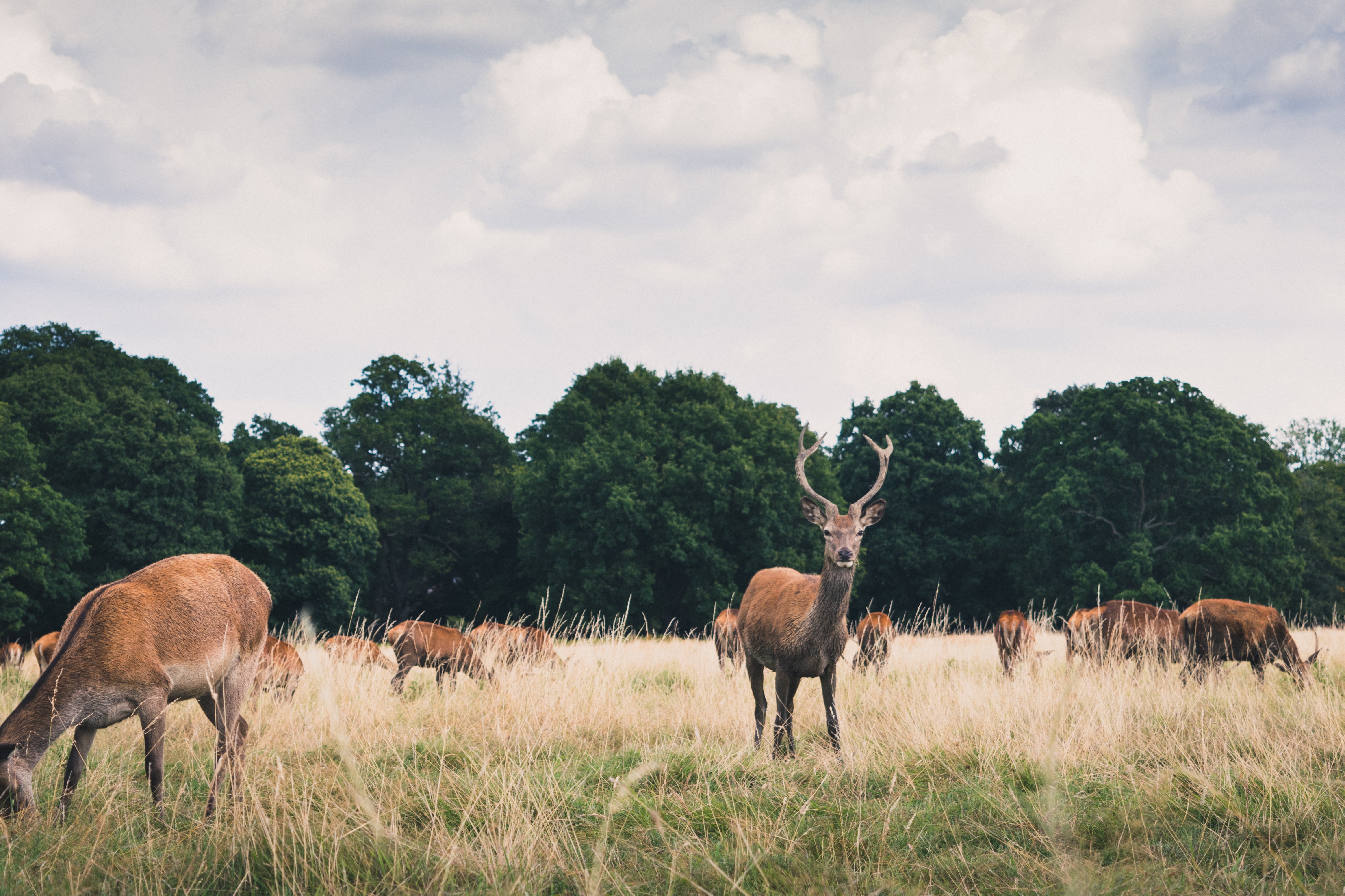 Photo of several deer in Richmond Park